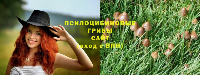 Галлюциногенные грибы Psilocybe  хочу   Балахна 